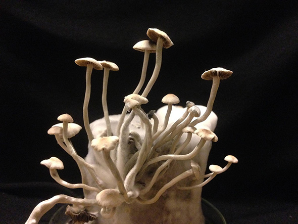 Panaeolus Tropicalis