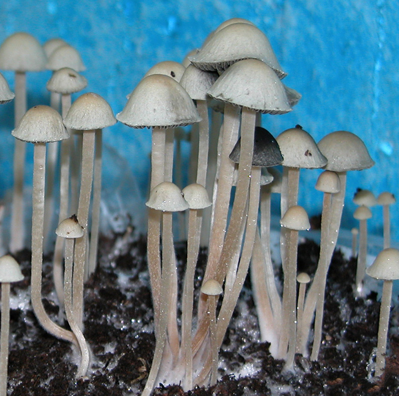 Panaeolus Cyanescens Mushroom