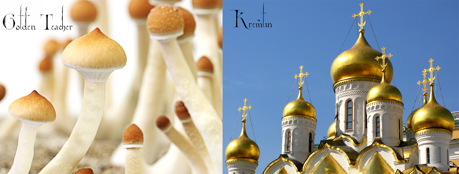 Golden Teacher Mushroom - Psilocybe cubensis