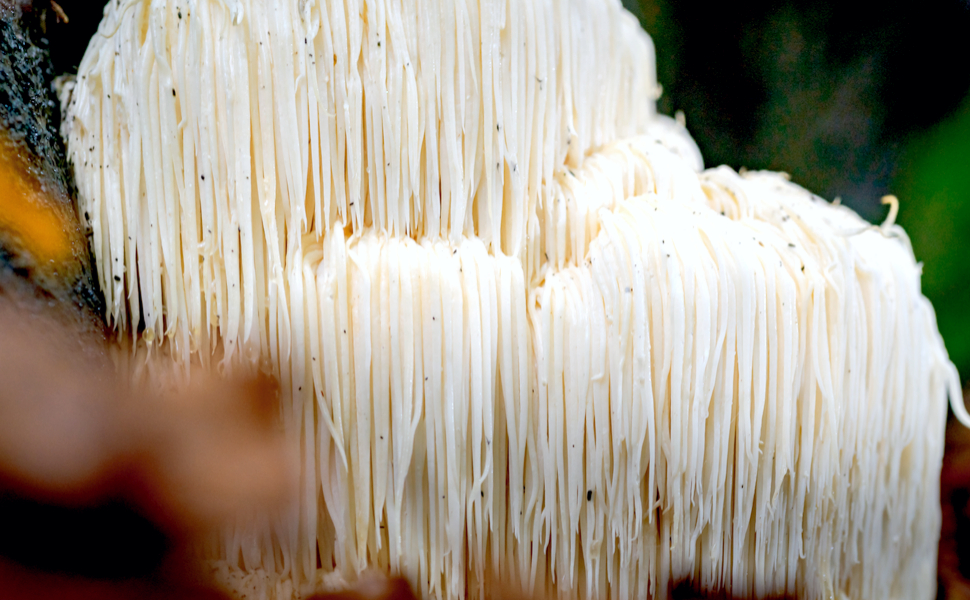 Lion's Mane Mushroom