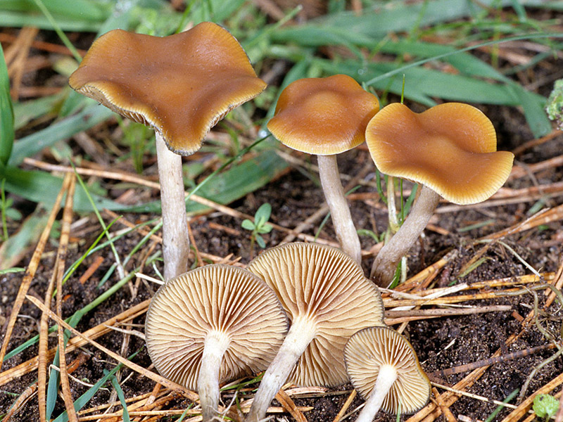 Psilocybe Azurescens Mushroom
