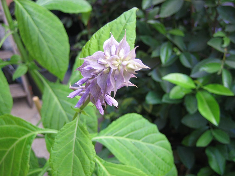 Salvia Divinorum Plant