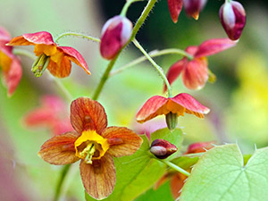 Kundalini herb Epimedium