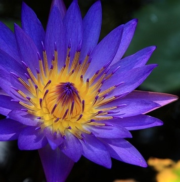 Blue Lotus Flower