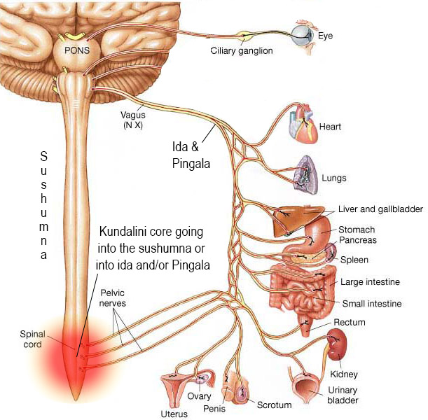 Brain Visualization of Ida and Pingala